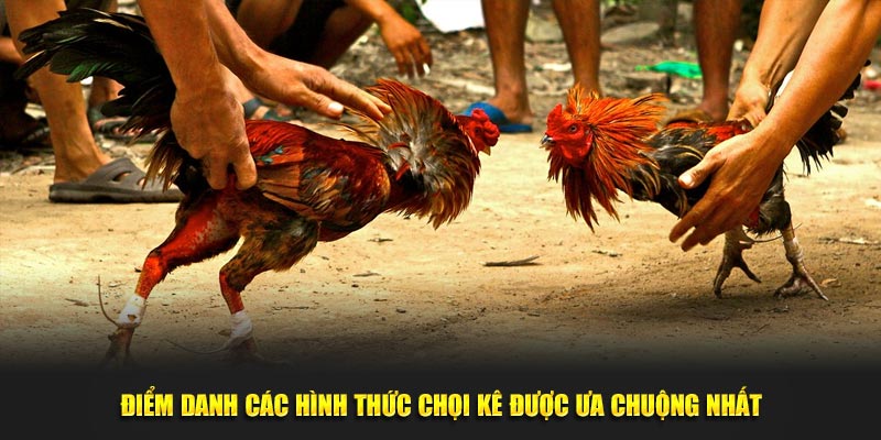 Điểm danh các hình thức chọi kê được ưa chuộng nhất