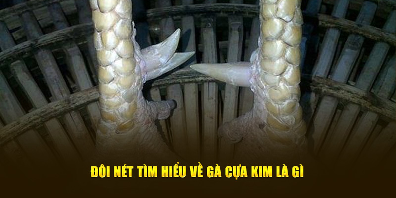 Đôi nét tìm hiểu về gà cựa kim là gì