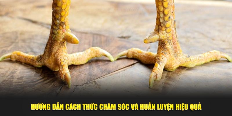 Hướng dẫn cách thức chăm sóc và huấn luyện hiệu quả