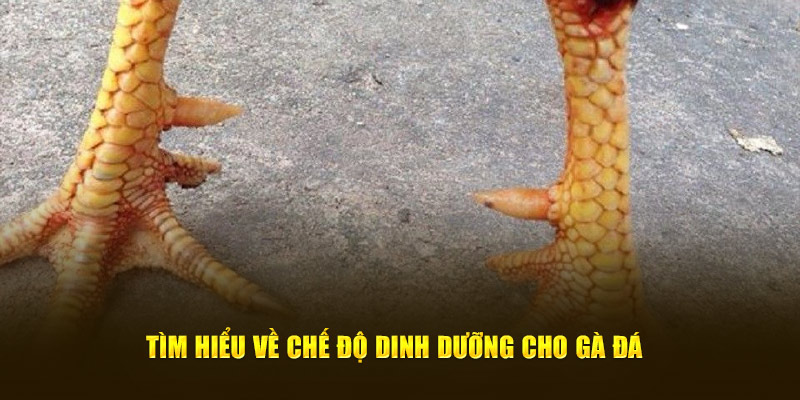 Tìm hiểu về chế độ dinh dưỡng cho gà đá