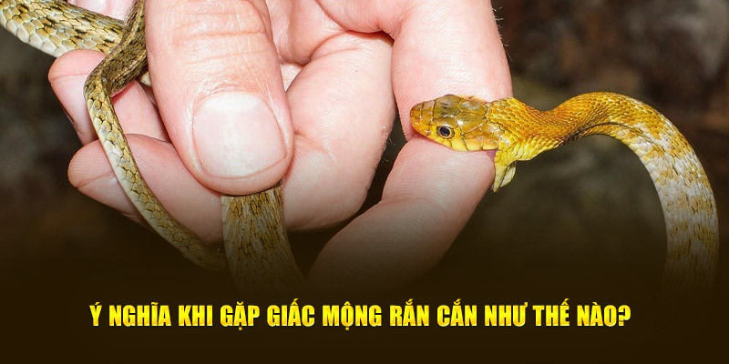 Ý nghĩa khi gặp giấc mộng rắn cắn như thế nào?